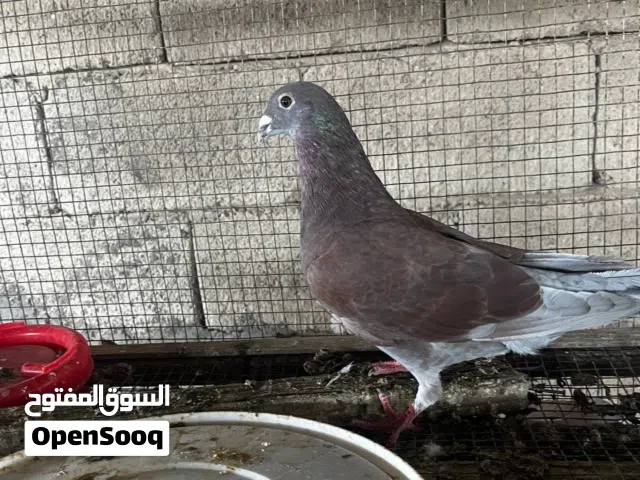 فحل زاجل طير عالمي