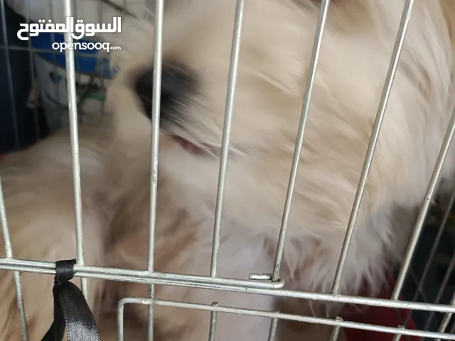 كلب للبيع داع السفر