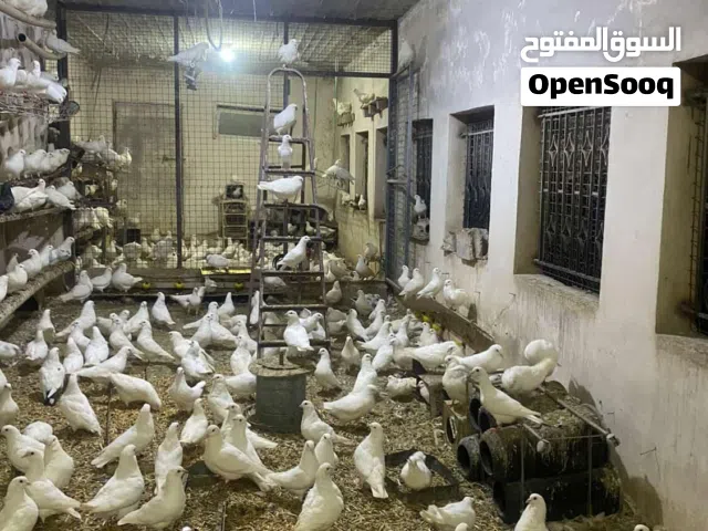 حمام فرنسي كنق جامبو يوجد كميه للبيع سعر 20دينار للجوز