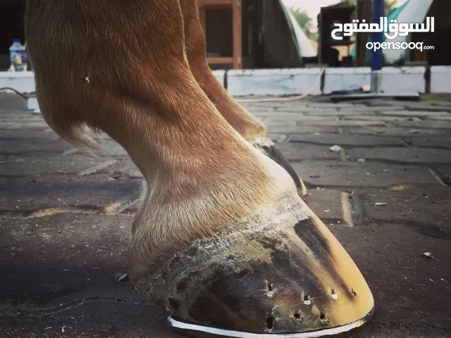 تحدية الخيل
