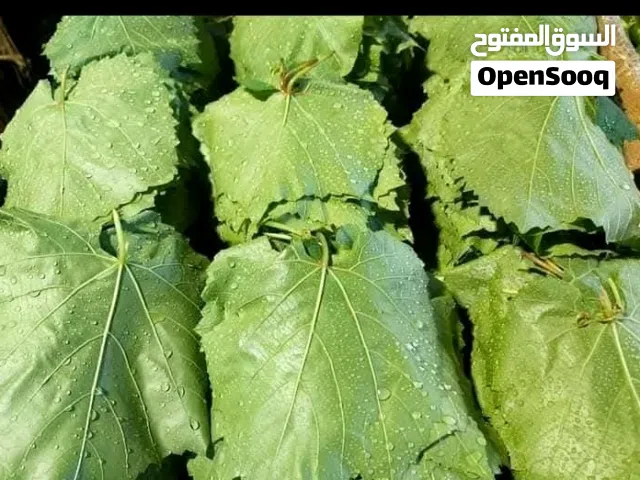 لف دوالي الكيلو 2 أي استفسار على الواتس وتلقيط الملوخيه وفرمها