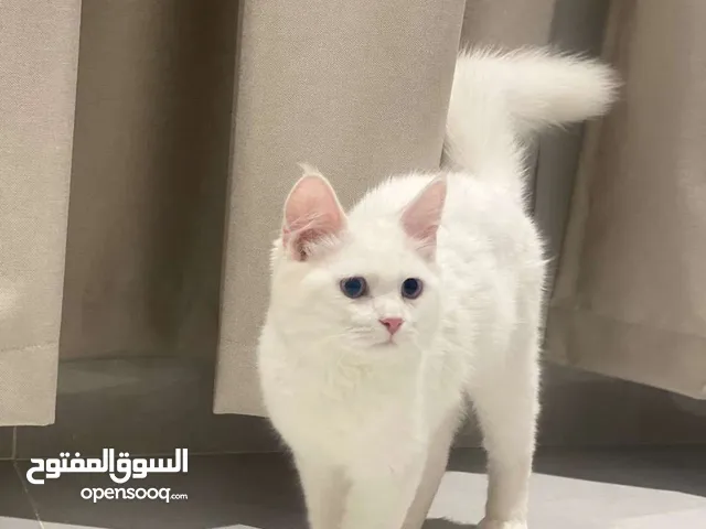 قـط شـيـرازي ذكـر للبـيـع مــع مـسـتـلـزمـاتـه