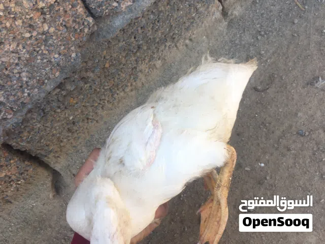 متوفر بط مصري للبيع عمرهم شهرين حجمهم ممتاز