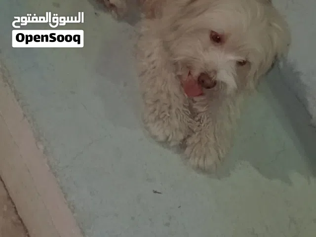 مالتيز فرنسي 9شهور