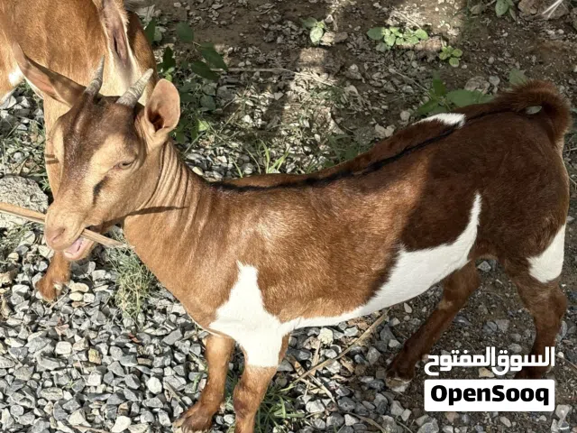 اغنام ظفارية تيس و صخلة عشار