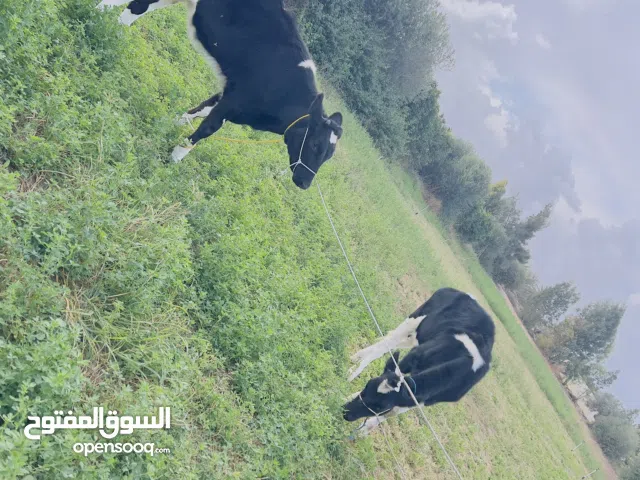 اقرا الوصف 2عجلات للبيع عمرهم 7شهور المكان جنزور