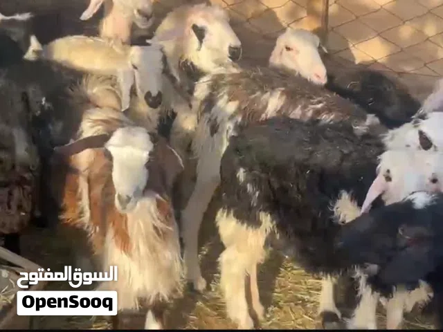 جعد - حملات - كباشه - صخلات