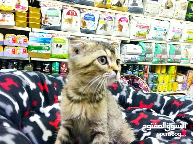 قطه سكوتش جولدن تابي العمر شهرين