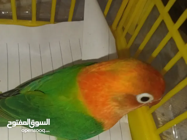 فرد فيشر اوبلاين جرين تأكيل يدوي A21 بدايه فطام مدرب موجود ب العبور ومتاح ب قفصه و كل حجته