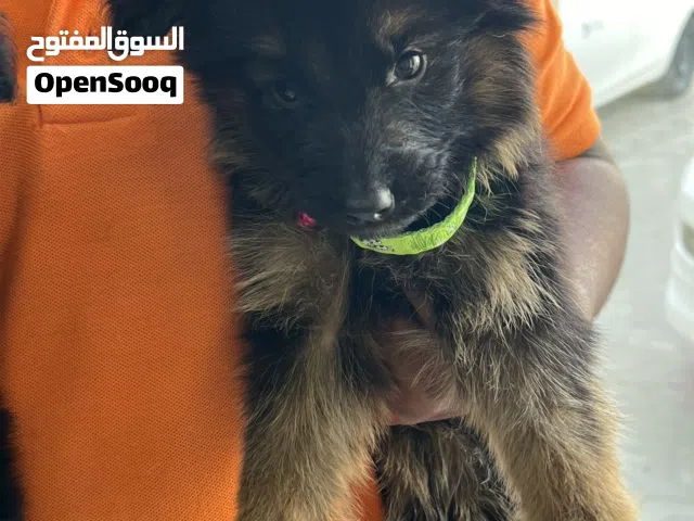 GSD Puppies