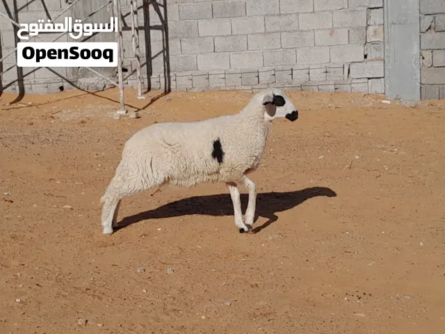 فطيمه وطنيه الله يبارك سلاله ع البرقاوي متع تربيه عمرها ف5شهور سليمه من العيوب