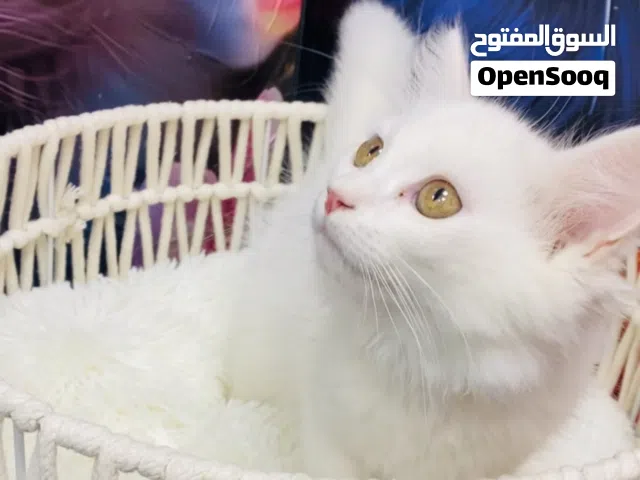 Turkish angora baby’s