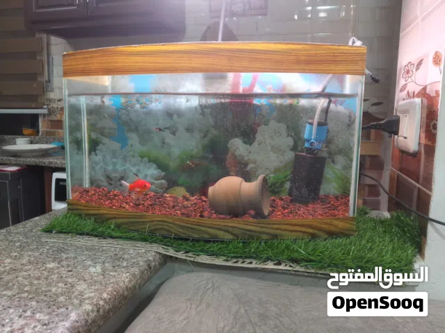 حوض سمك للبيع او للبدل على فراخ روز او كوكتيل او جوز حب جاهز اليف