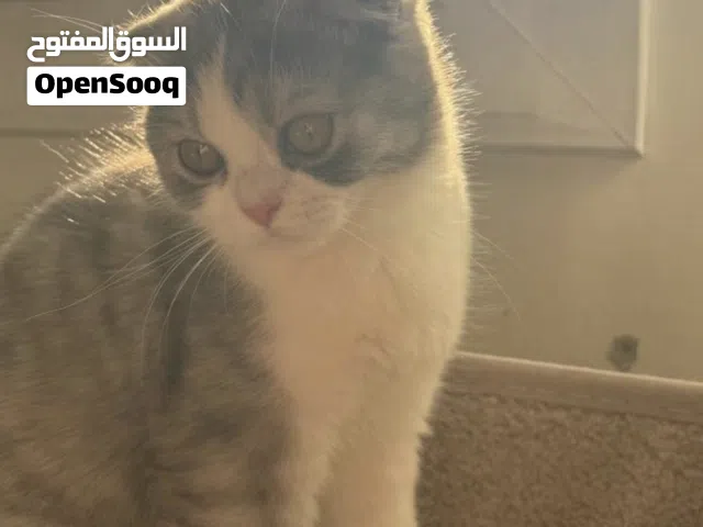 قطط سكوتش فولد للبيع