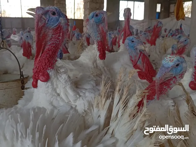 رومي ابيض مستورد