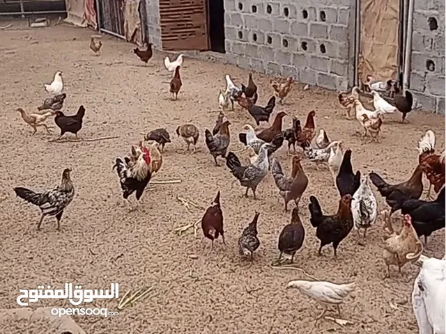 hens laying eggs good health