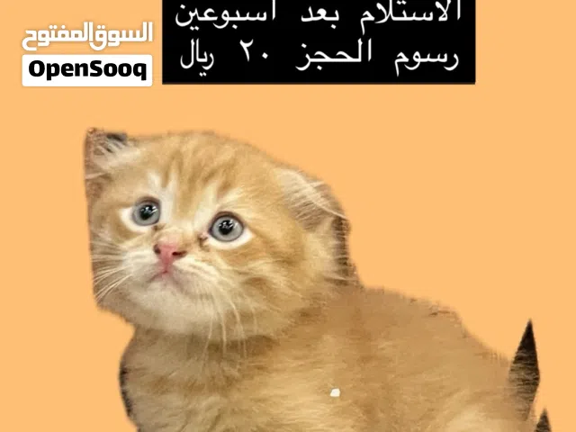 ذكر فولد للحجز