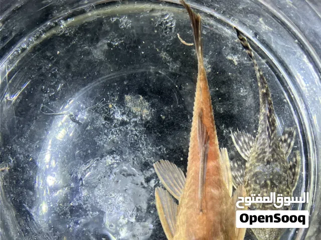 زبال البينيوا زبال اسود على ابيض بأحجام متوسطة ونشاط عالي