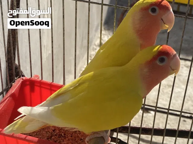 كوبيا درجة أولى عين حمراء