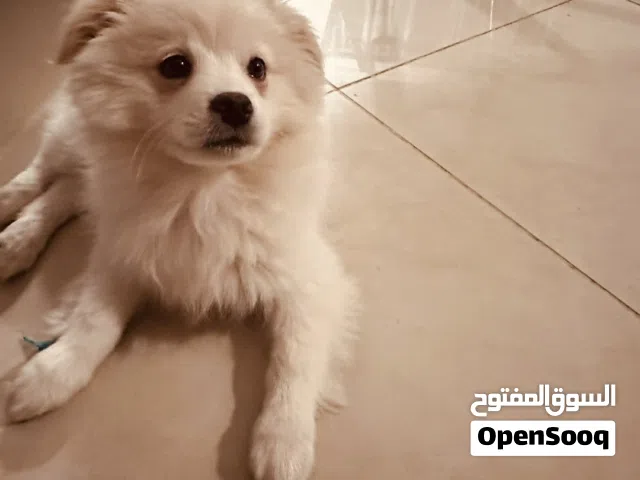 Maltese Dog