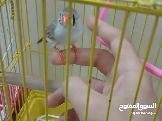 زيبرا فنش أنثى للبيع