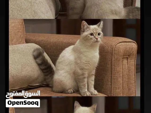 قطه للبيع  سيامي لينكس بوينت العمر تسع اشهر