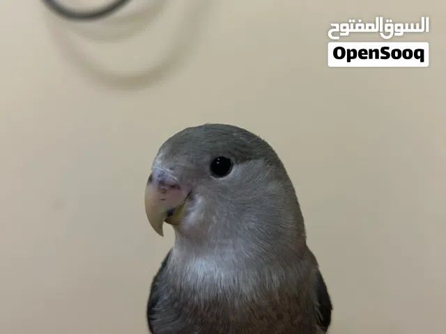 روز اليف جدا جدا