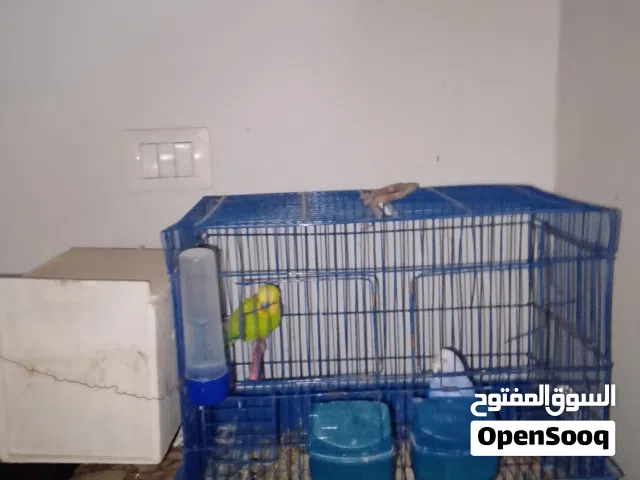 كوبيه بقلينو