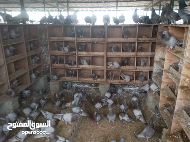 فرز ومعالجة الحمام