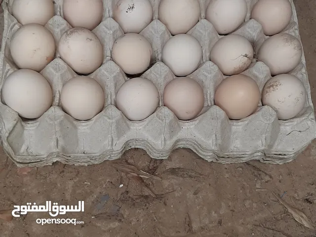 بيض دجاج عربي