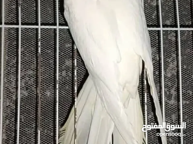 ببغاء كوكتيل اصفر البينو عين حمرا جاهز لبيتو الجديد للبيع بسعر مغري جدا جدا جدا جدا جدا جدا جدا ج