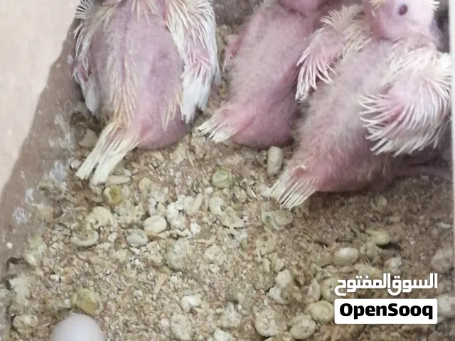 افراخ كوكتيل شكري  الرجاء للتواصل على الرقم في المثبت في الوصف وليس الرقم المسجل بالبرنامج