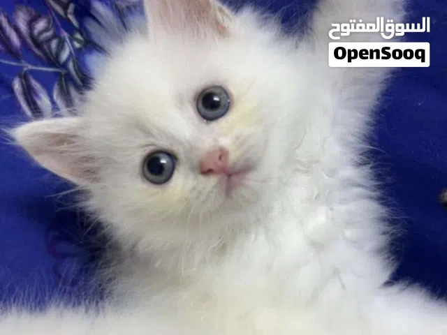 قط شيرازي للبيع