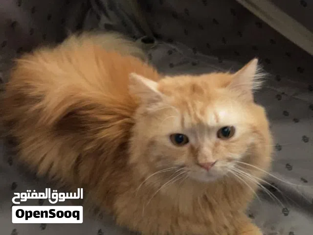 قط ذكر انجورا للبيع