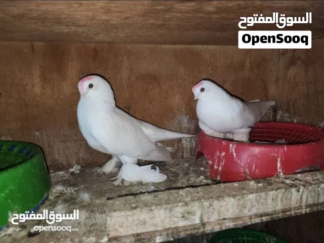 متاح زوجين كمبك اصلم امايات وفحل كرنكو جاهز جبير