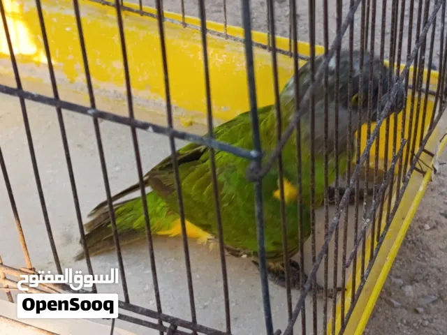 ببغاء كويس سينغالي يتعلم الكلام ويتروض والله اعلم