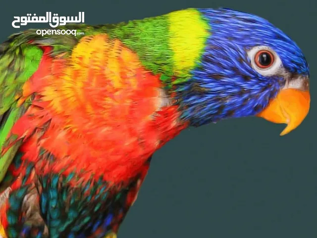 مطلوب ببغاء أنثى لوري