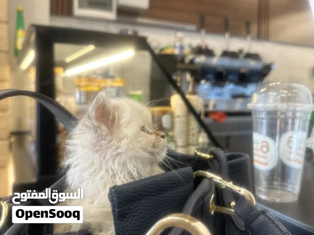 مجموعة قطط للبيع نوع شيرازي بيور