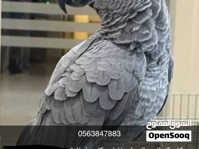 كاسكو للبيع ب 3200