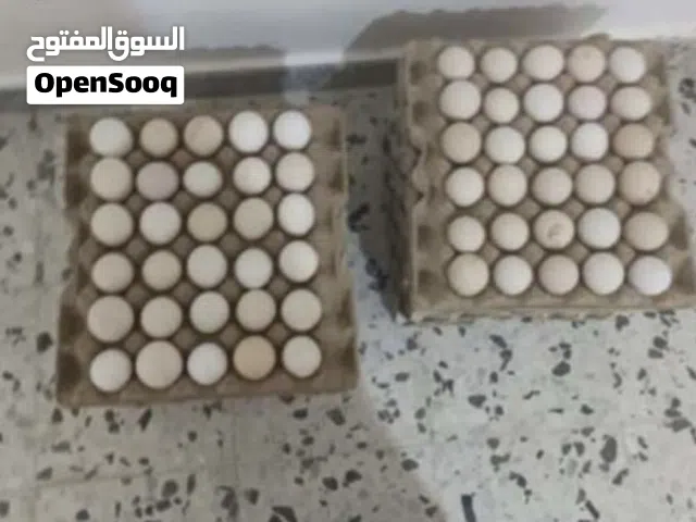 يوجد طبقين دحي عربي ربي يبارك مخصب تجميع جديد