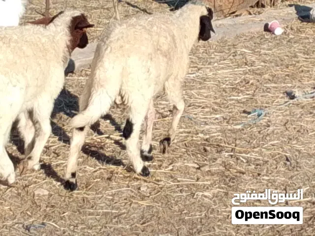 خروف وفطيمه وطنيات تبارك الله العمر 3شهور