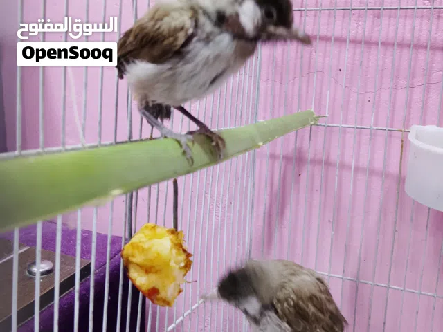 بلابل للبيع مخاليف حلوات شرط صحه مكان حمدان وعندي فيديو