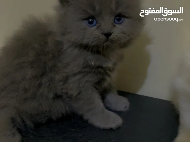 للبيع قطط شيرازي العُمر شهر