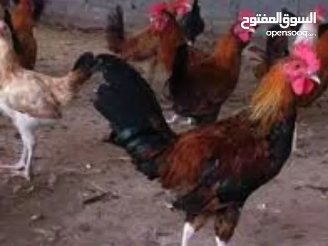 ديوك بلدي طيبة
