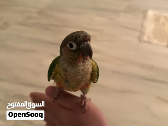 للبيع طيور كنيور باينبل اثنين للبيع امورهن طيبه