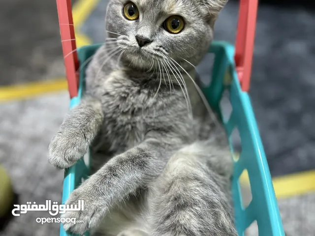 قطه للتبني أنثى العمر 6 شهور