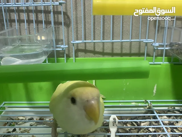 بغبغاء روز شبه الي للبيع قابل للتفاوض