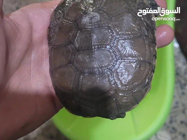 سلاحف برمائي سعر 17 الف نهايه