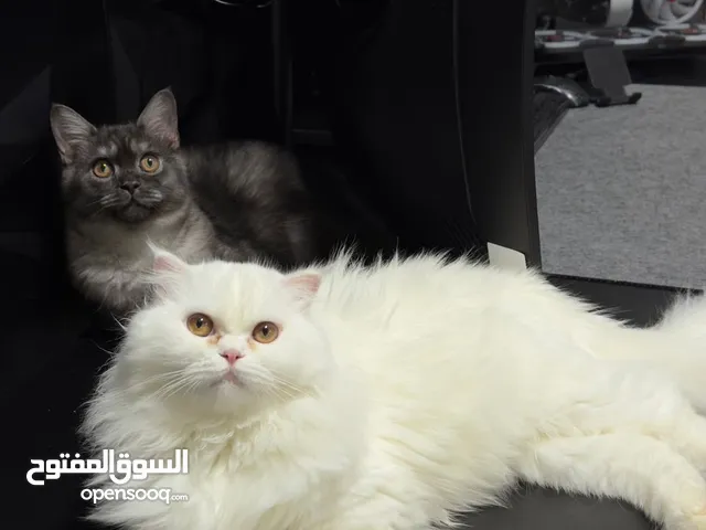 قطط للبيع امورهن طيبه لا فيه أمراض ولا شي