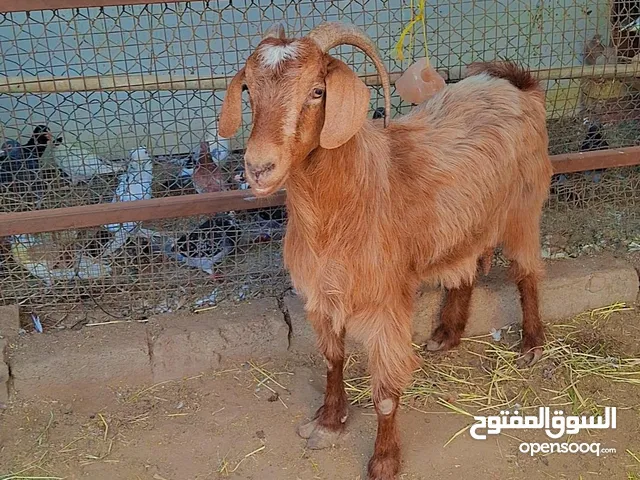 شاه البيع جمودية